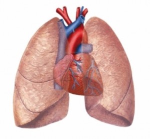 Akciğer (Pulmonarius)
