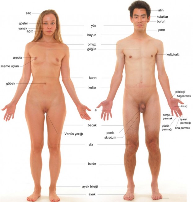 insan-anatomisi