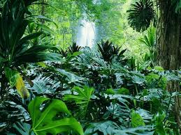 Tropik Bitki Örtüsü