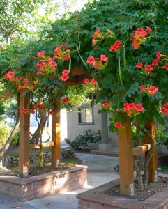 Acem borusu bahçe duvarı çiçekli sarmaşık süs bitkisi