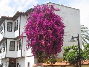 Mor renkli çiçekli begonvil ağaç bahçe süs sarmaşığı