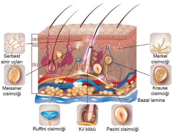 Cilt (Deri) Yapısı ve Derinin Fonksiyonları